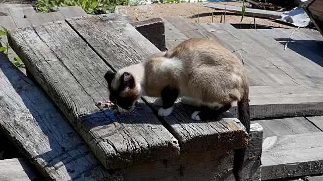 可怜的瘦猫贪婪地吃猫粮视频素材