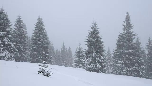 山上下大雪视频素材