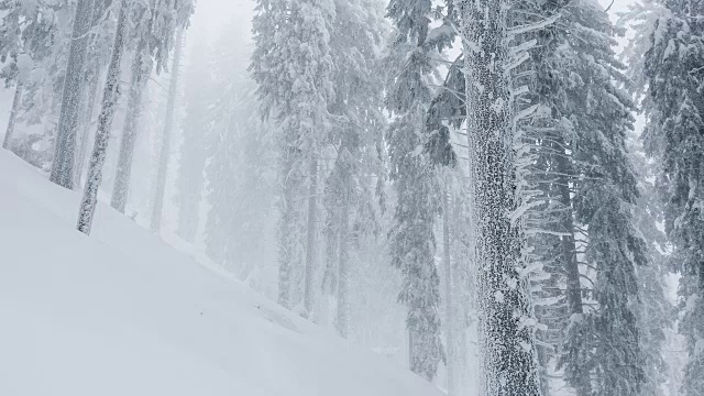 雪覆盖的树木视频素材