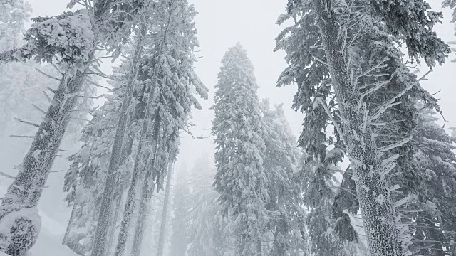 冬天天气恶劣，树林里有暴风雪视频素材