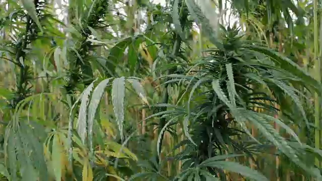 种植大麻田，工业大麻视频素材