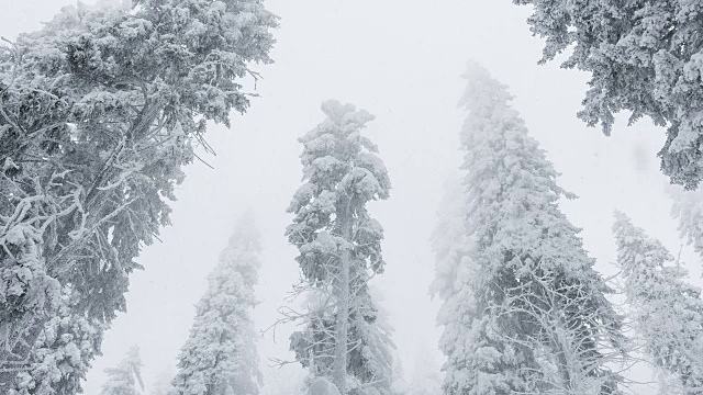 雪花覆盖了树木视频素材