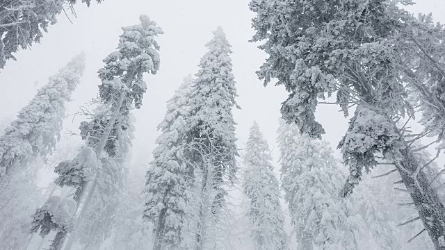 在极端的冬天，雪覆盖着树木视频素材