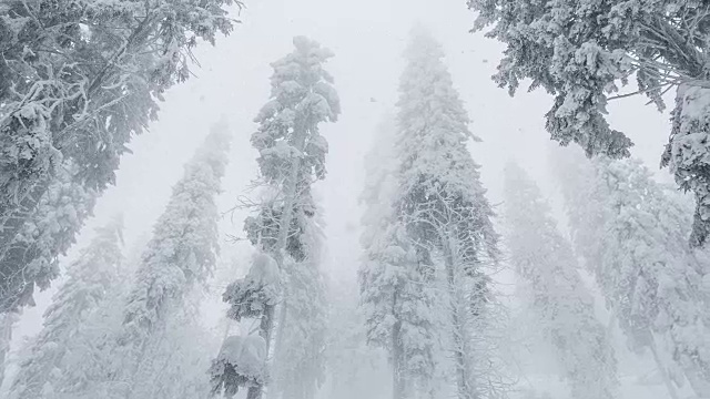 冬天下雪了，森林里视频素材