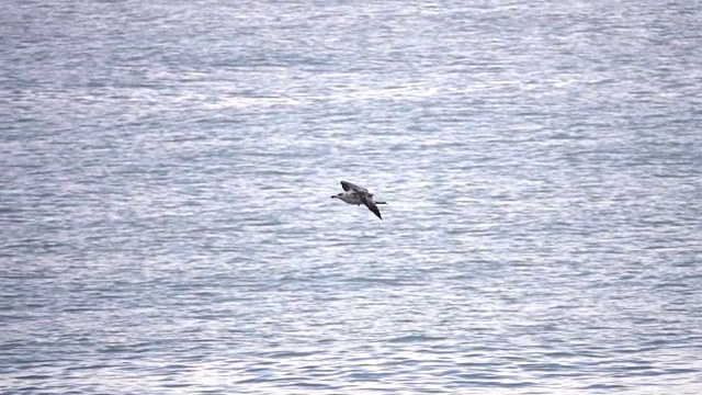 海鸥在海面上缓慢地飞翔视频素材