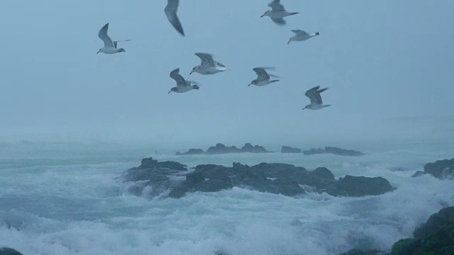 在暴风雨的天气里，海滩上一群逆风飞翔的海鸥视频素材