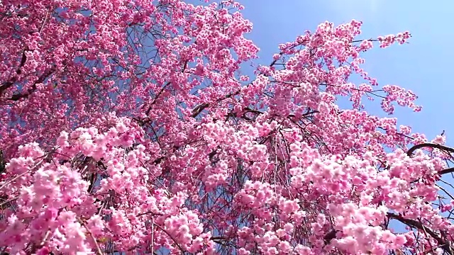 風に揺れるピンクの桜视频购买