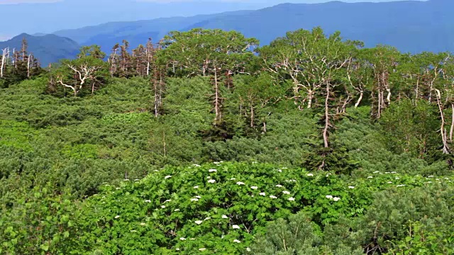 乗鞍岳の位ヶ原の新緑视频素材