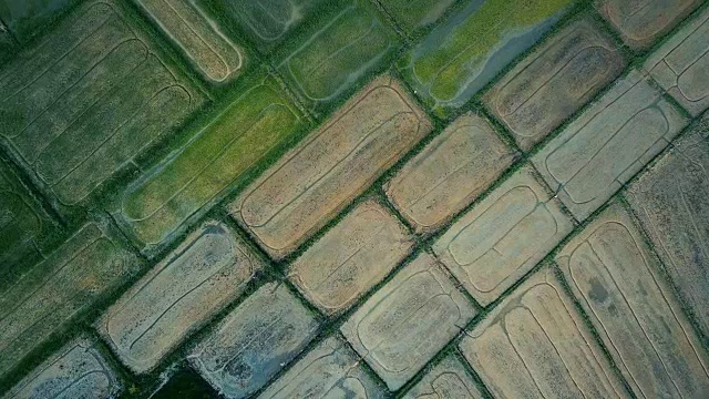 鸟瞰图的绿色稻田在农村视频素材