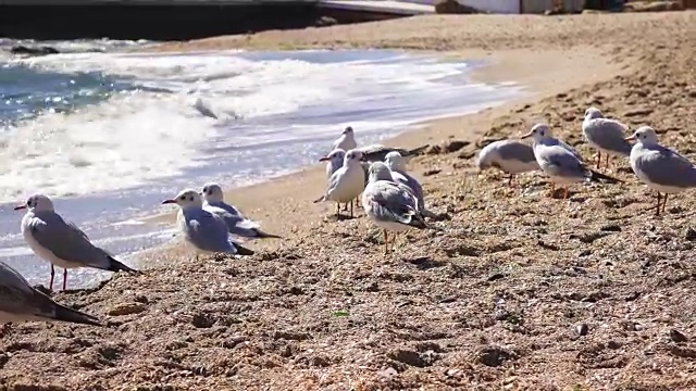 海滩上的海鸥视频素材