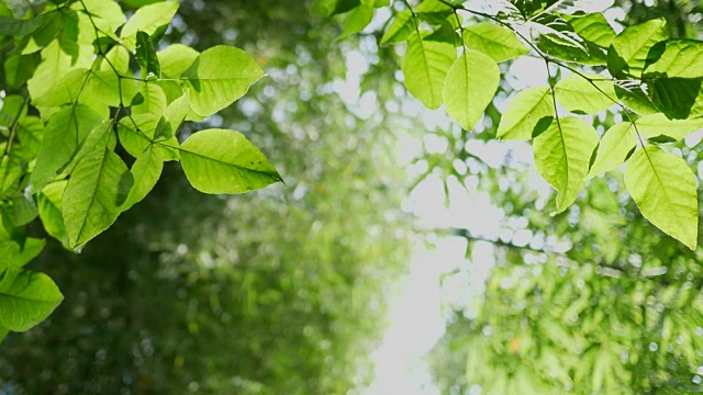 绿叶自然为背景，丛林树木植物嫩绿的叶子在风中摇曳，热带竹林迷离散景为背景。视频素材