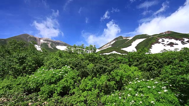 雲が湧く乗鞍岳の位ヶ原の新緑とナナカマドの花视频素材