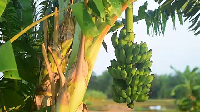 特写镜头在香蕉视频素材