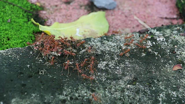 许多蚂蚁彼此协作，帮助警觉和监视，这是蚂蚁的天性。视频素材