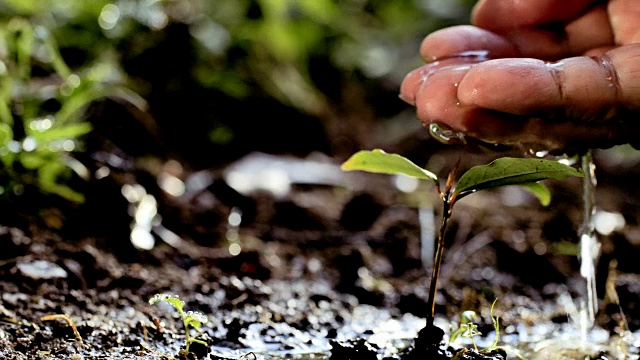 自然地给植物浇水视频素材