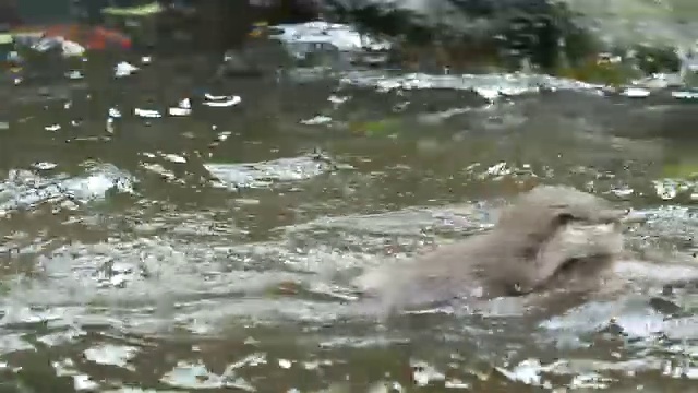 一群水獭欢快地在水里玩耍。视频素材