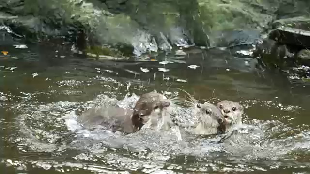 一群水獭欢快地在水里玩耍。视频素材