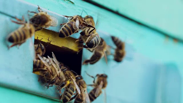 蜜蜂聚集在蜂房入口附近视频素材