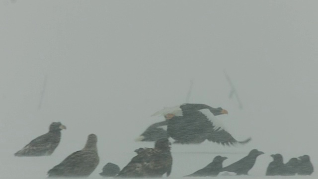 虎头海雕(Haliaeetus pelagicus)在暴风雪中起飞，飞过一大群鹰和乌鸦(乌鸦)。日本视频素材