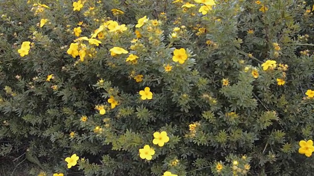 夏天，黄色的花在阿尔卑斯山的花园里丛生视频素材