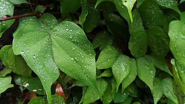 叶子植物上的露珠视频素材