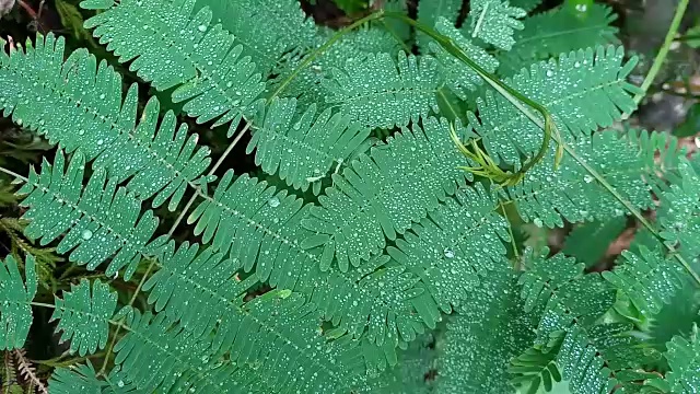 叶子植物上的露珠视频素材