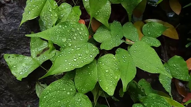 叶子植物上的露珠视频素材