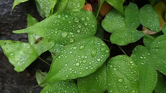 叶子植物上的露珠视频素材