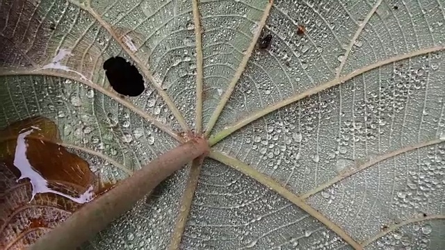 叶子植物上的露珠视频素材