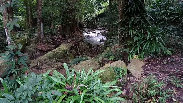 森林蕨类叶视频素材