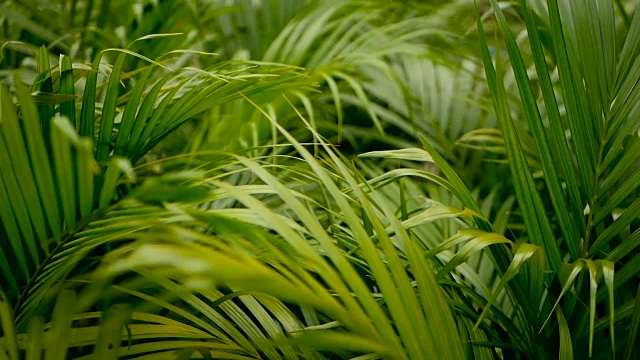 用阳光模糊热带绿色棕榈叶，用散景抽象自然背景。散焦繁茂的叶子，脉，条纹异国情调的新鲜多汁的叶子在阴影。生态、夏季、度假理念。视频素材