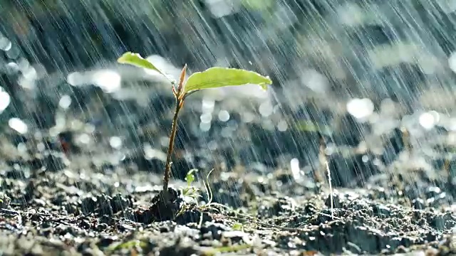 绿色在雨中发芽视频素材