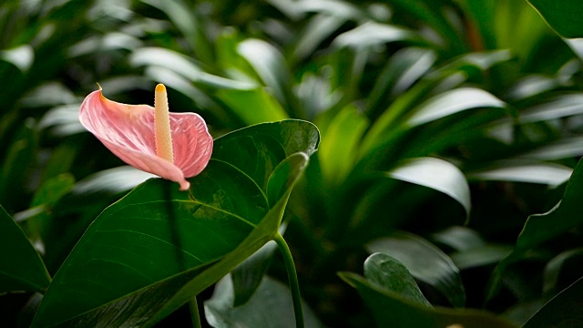 野生细腻有毒的马蹄莲，黄色雄蕊，天南星科。以水魔芋为自然花卉背景，在花园中绽放。温柔的异国情调的热带花朵从绿色新鲜的叶子中冒出来。视频素材