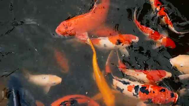 自然背景，水族箱特写。色彩鲜艳的日本锦鲤在传统的花园池塘中游水。中国花式鲤鱼水下。东方的象征财富和好运。视频素材