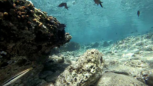 地中海鱼类游泳视频素材