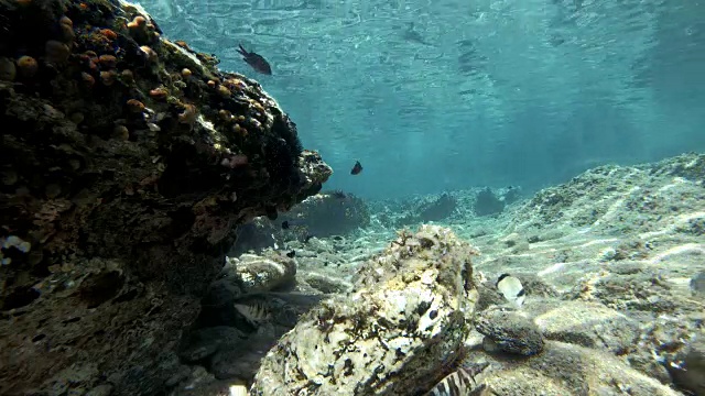 地中海鱼类游泳视频素材