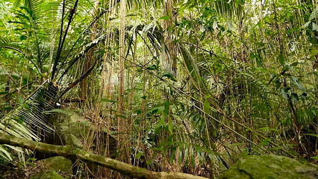 深雾热带森林的野生、生动的植被。丛林景观。内部异国情调的亚洲木材。苔藓藤本植物悬挂在雨林的树冠上。绿色自然背景的亚热带森林。视频素材