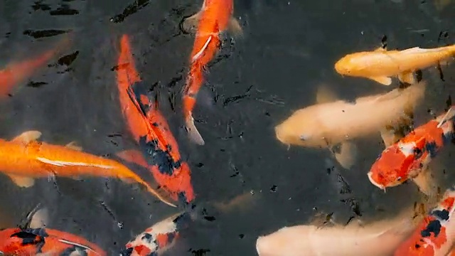 自然背景，水族箱特写。色彩鲜艳的日本锦鲤在传统的花园池塘中游水。中国花式鲤鱼水下。东方的象征财富和好运。视频素材