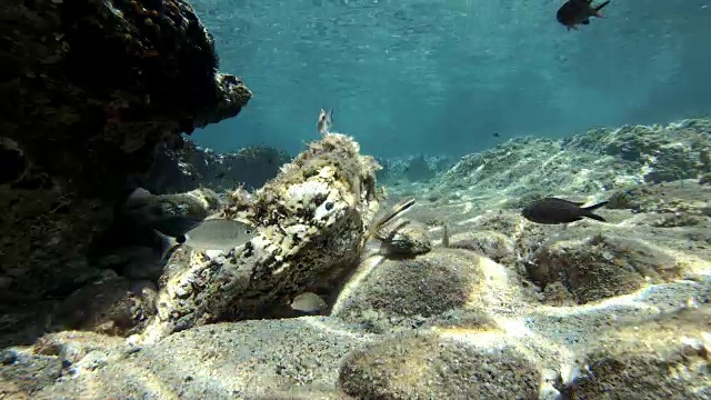 地中海鱼类游泳视频素材