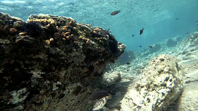 地中海鱼类游泳视频素材