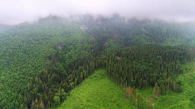 山地森林被云覆盖的观点视频素材