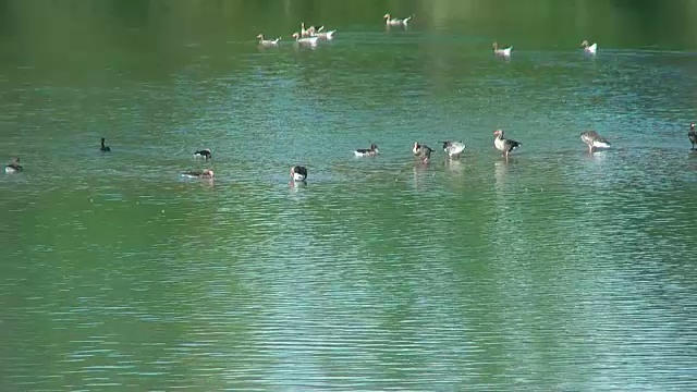 水面上的生命。湖上的鹅和鸬鹚。视频素材