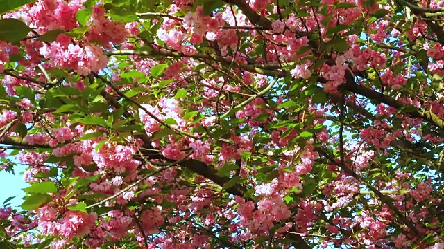 樱花樱花在夕阳中绽放视频素材