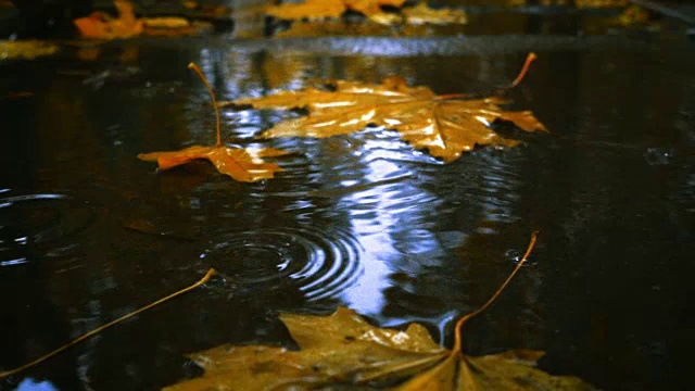 雨点落在带着黄色枫叶的水坑里视频素材