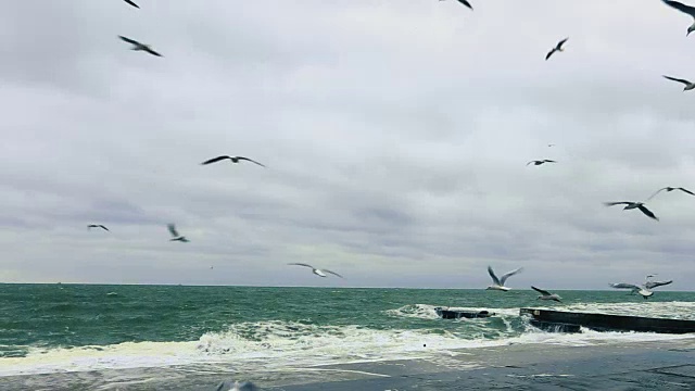 海鸥在汹涌的海面上飞翔视频素材