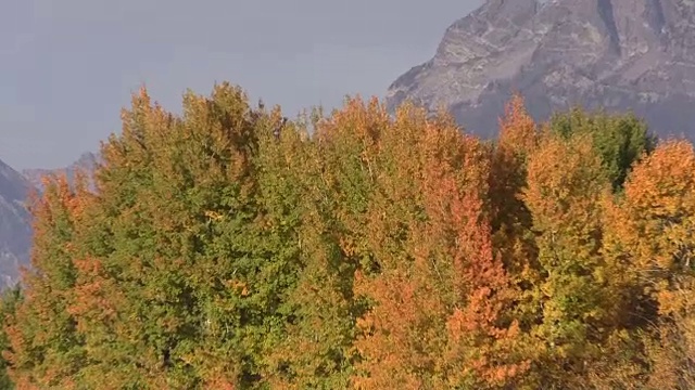 提顿的秋天景观在牛弯视频素材