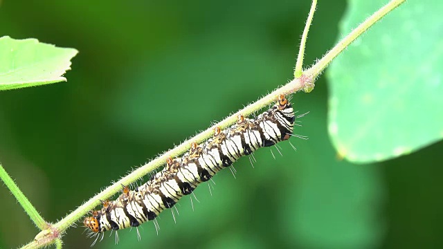 虫子在植物上爬行视频素材