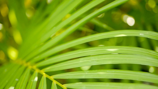 用阳光模糊热带绿色棕榈叶，用散景抽象自然背景。散焦繁茂的叶子，脉，条纹异国情调的新鲜多汁的叶子在阴影。生态、夏季、度假理念。视频素材