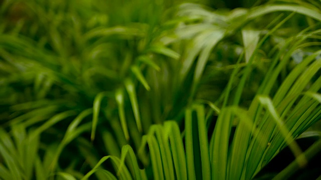 用阳光模糊热带绿色棕榈叶，用散景抽象自然背景。散焦繁茂的叶子，脉，条纹异国情调的新鲜多汁的叶子在阴影。生态、夏季、度假理念。视频素材