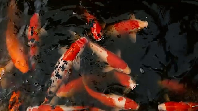 自然背景，水族箱特写。色彩鲜艳的日本锦鲤在传统的花园池塘中游水。中国花式鲤鱼水下。东方的象征财富和好运。视频素材